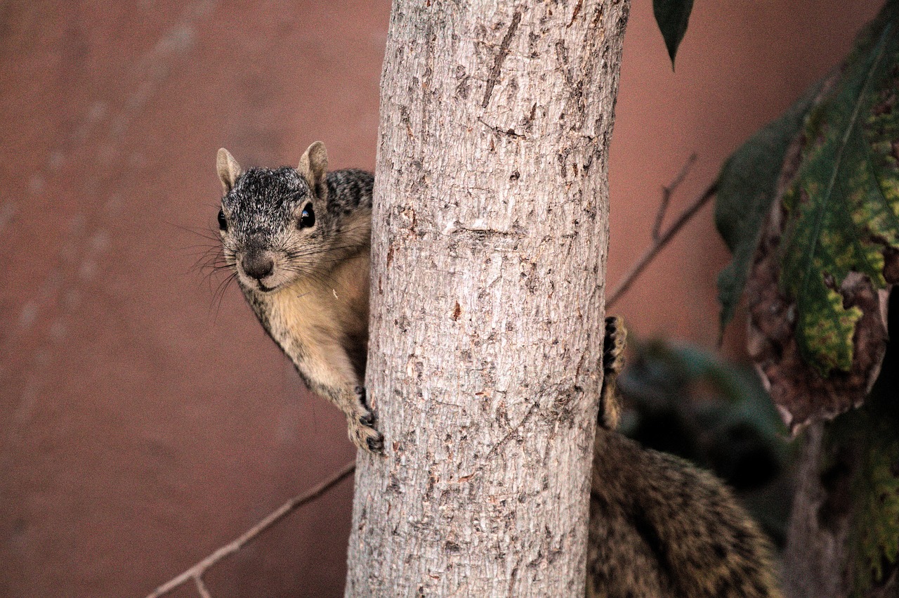 squirrel animal cute free photo