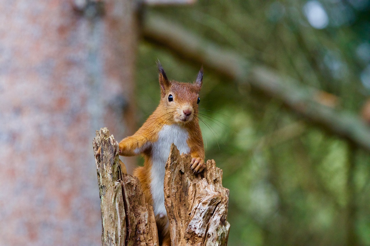 squirrel red wildlife free photo