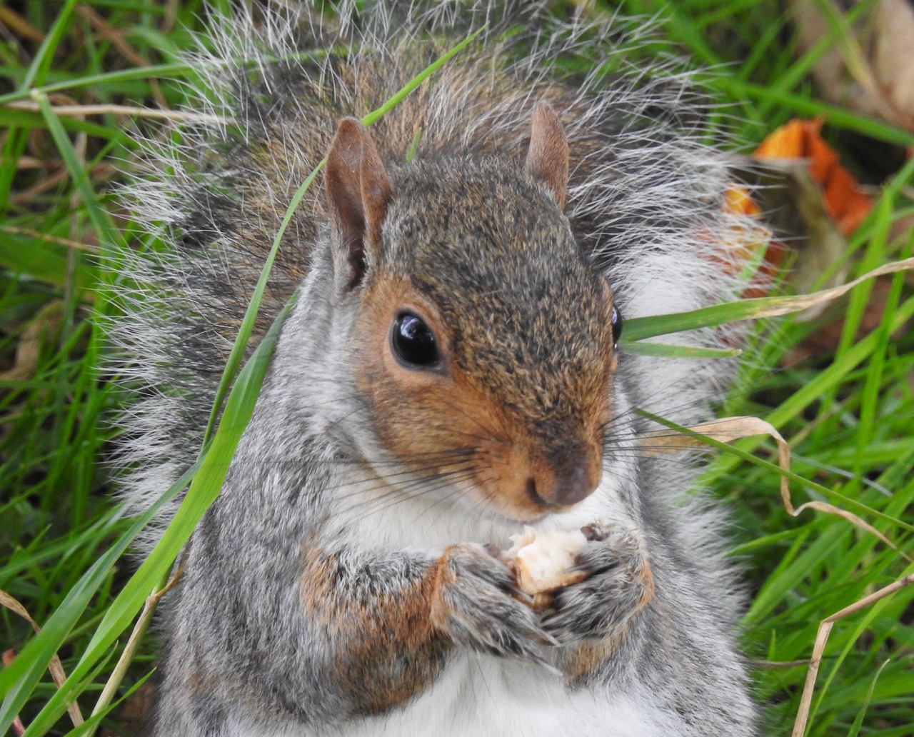 squirrel animal nature free photo