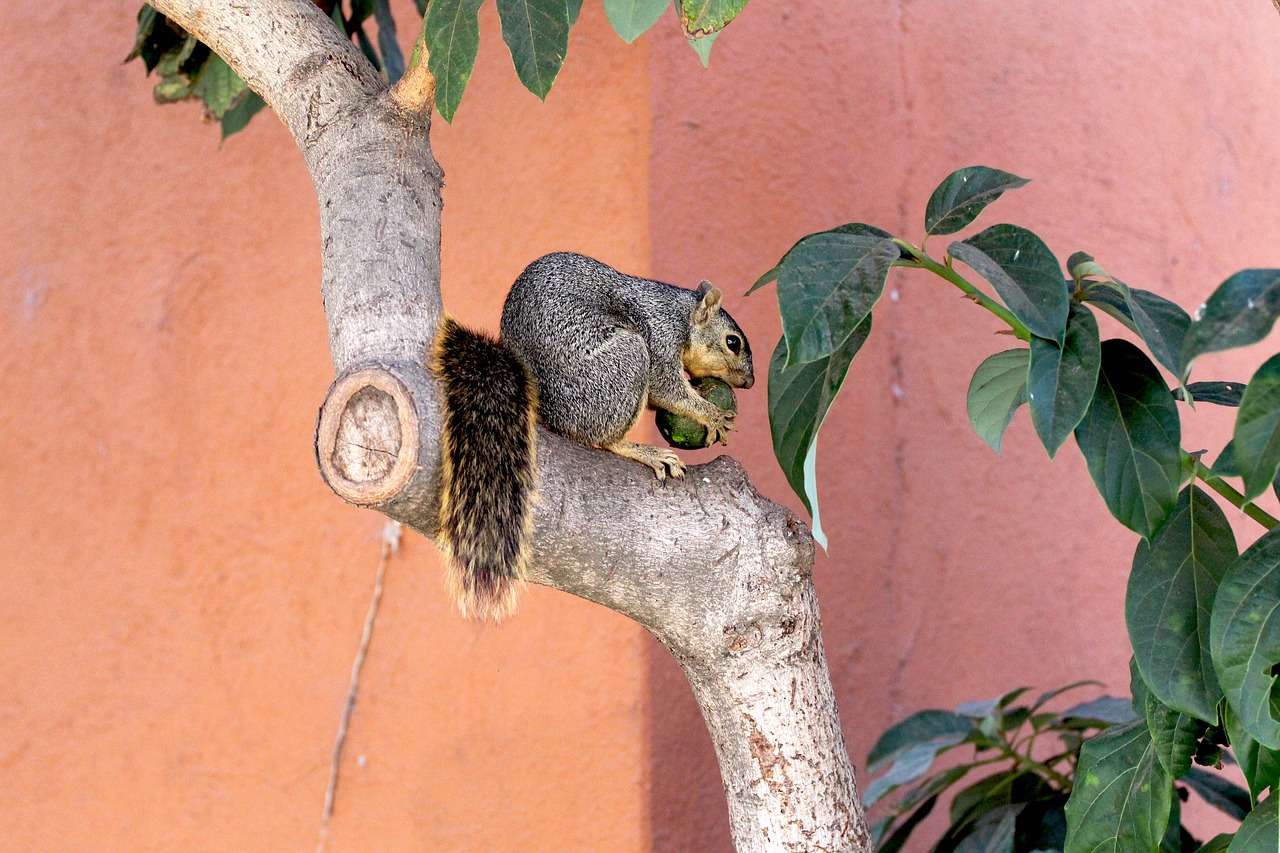 squirrel animal tree free photo