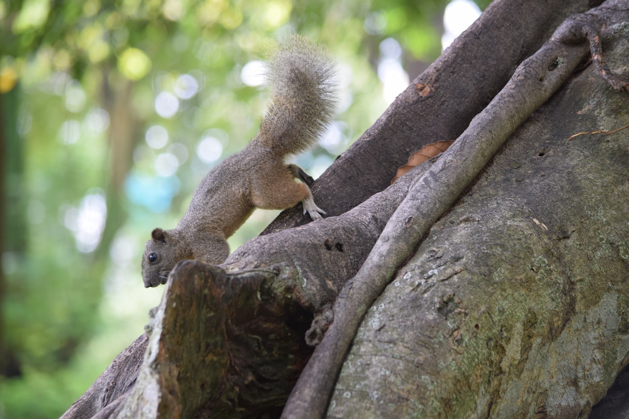 squirrel animal wild nature free photo