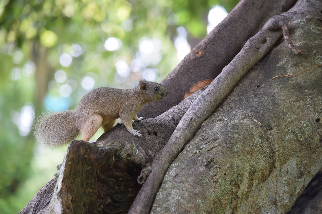 squirrel park training ruffled feathers free photo