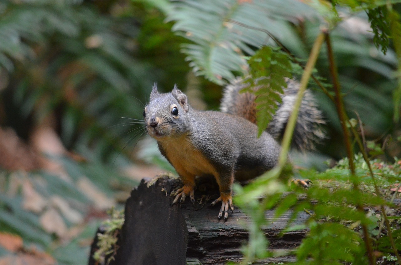 squirrel british columbia canada free photo