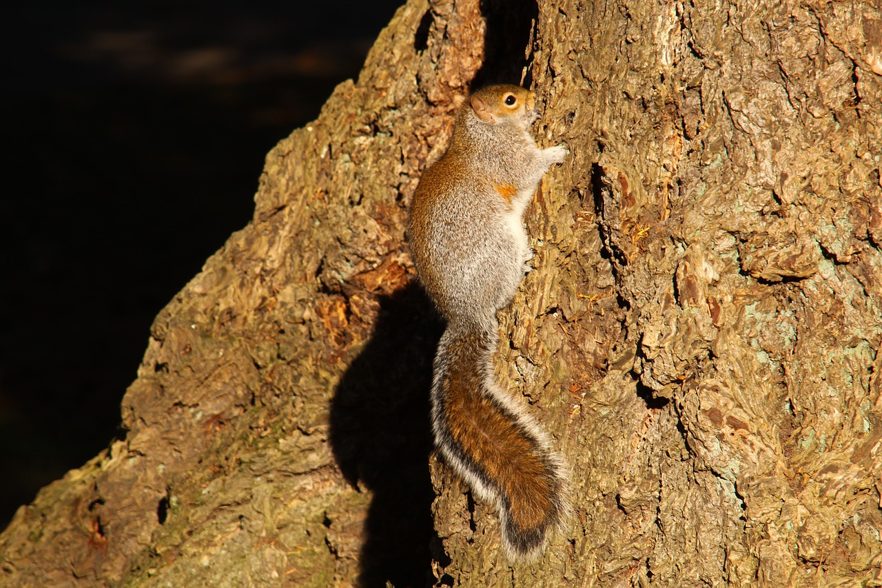 squirrel washington state lincoln park free photo