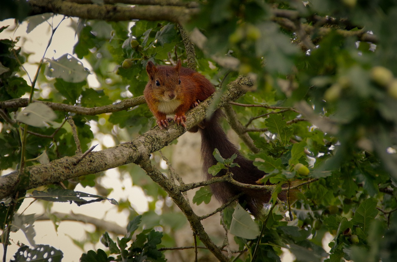 squirrel nature animal free photo