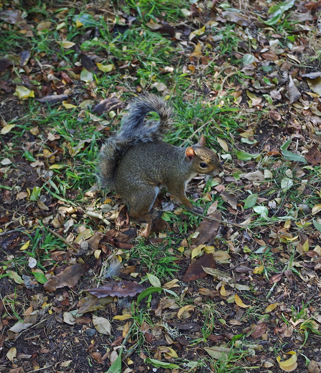 squirrel animal nature free photo