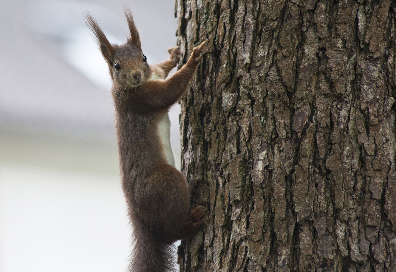 squirrel animal nature free photo