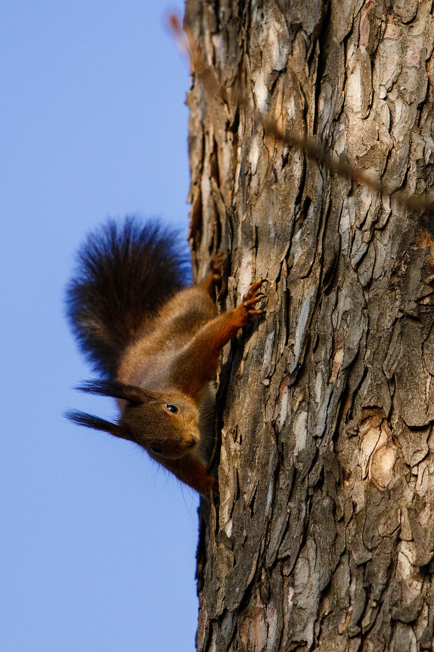 squirrel animal nature free photo