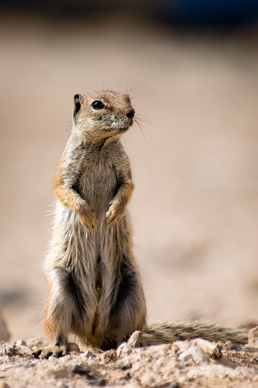 squirrel animal wildlife free photo