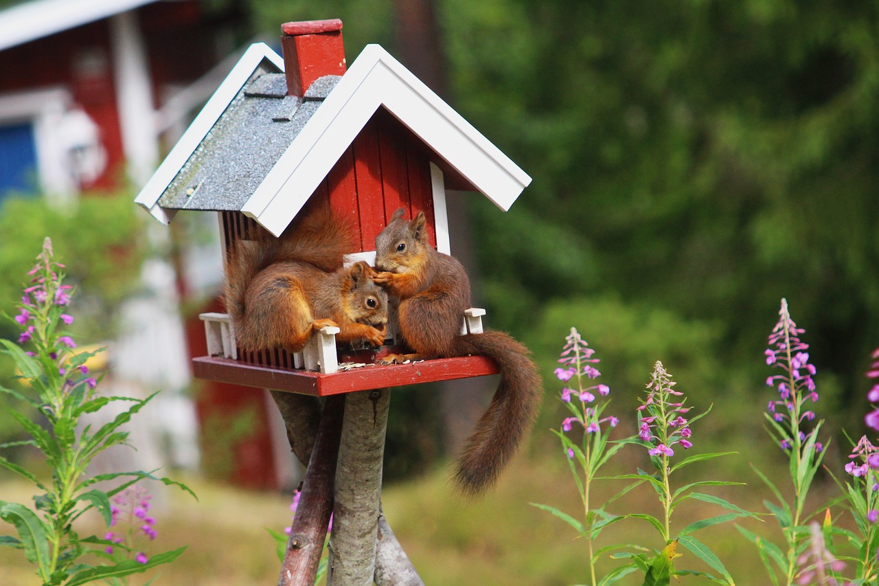 squirrel sweden nature free photo