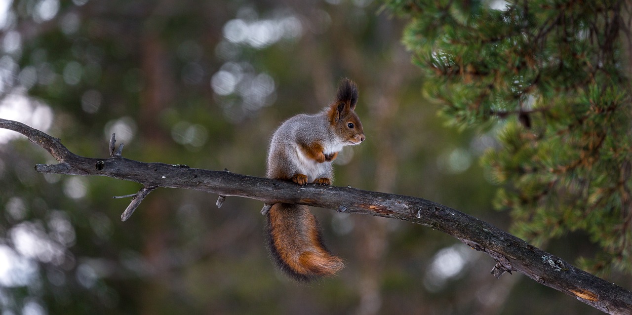 squirrel red tree free photo