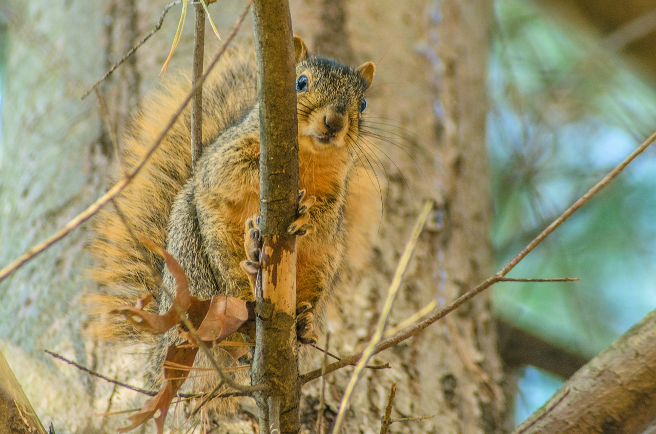 squirrel tree animal free photo