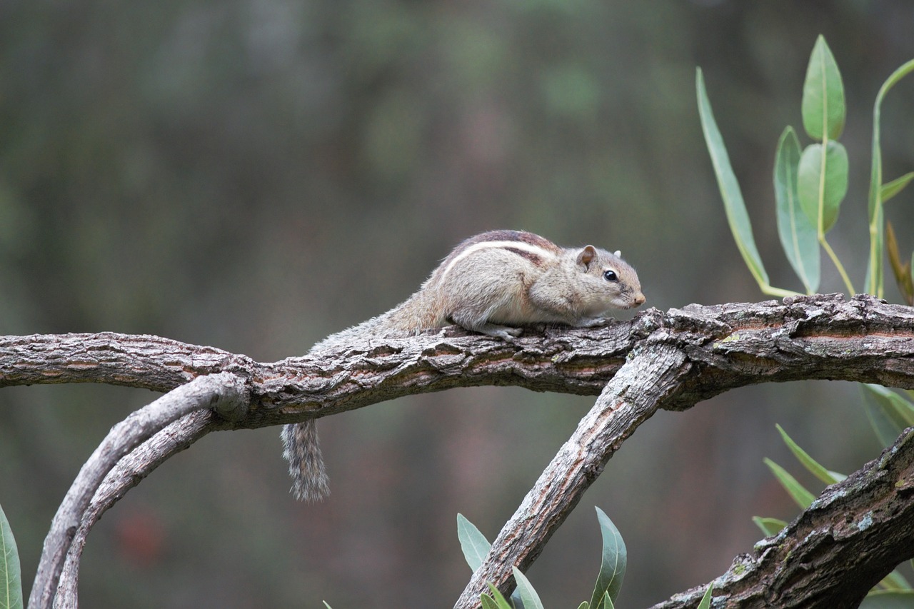 squirrel garden branch free photo