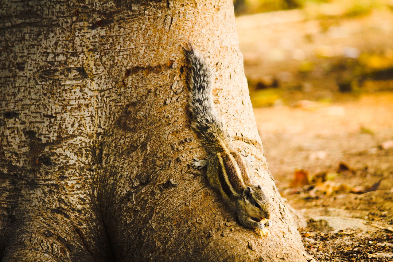 squirrel animal wild free photo