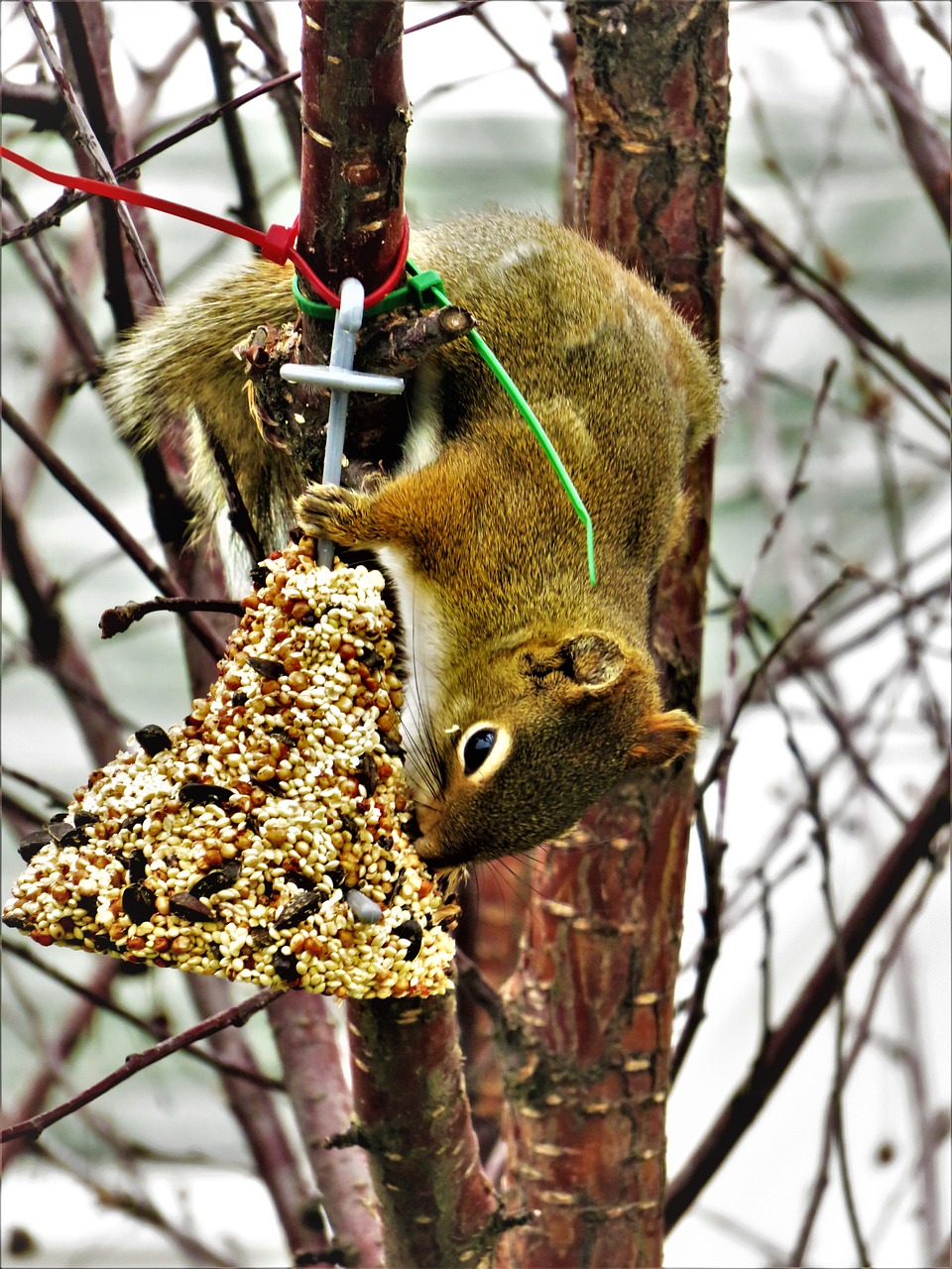 squirrel seeds bell free photo