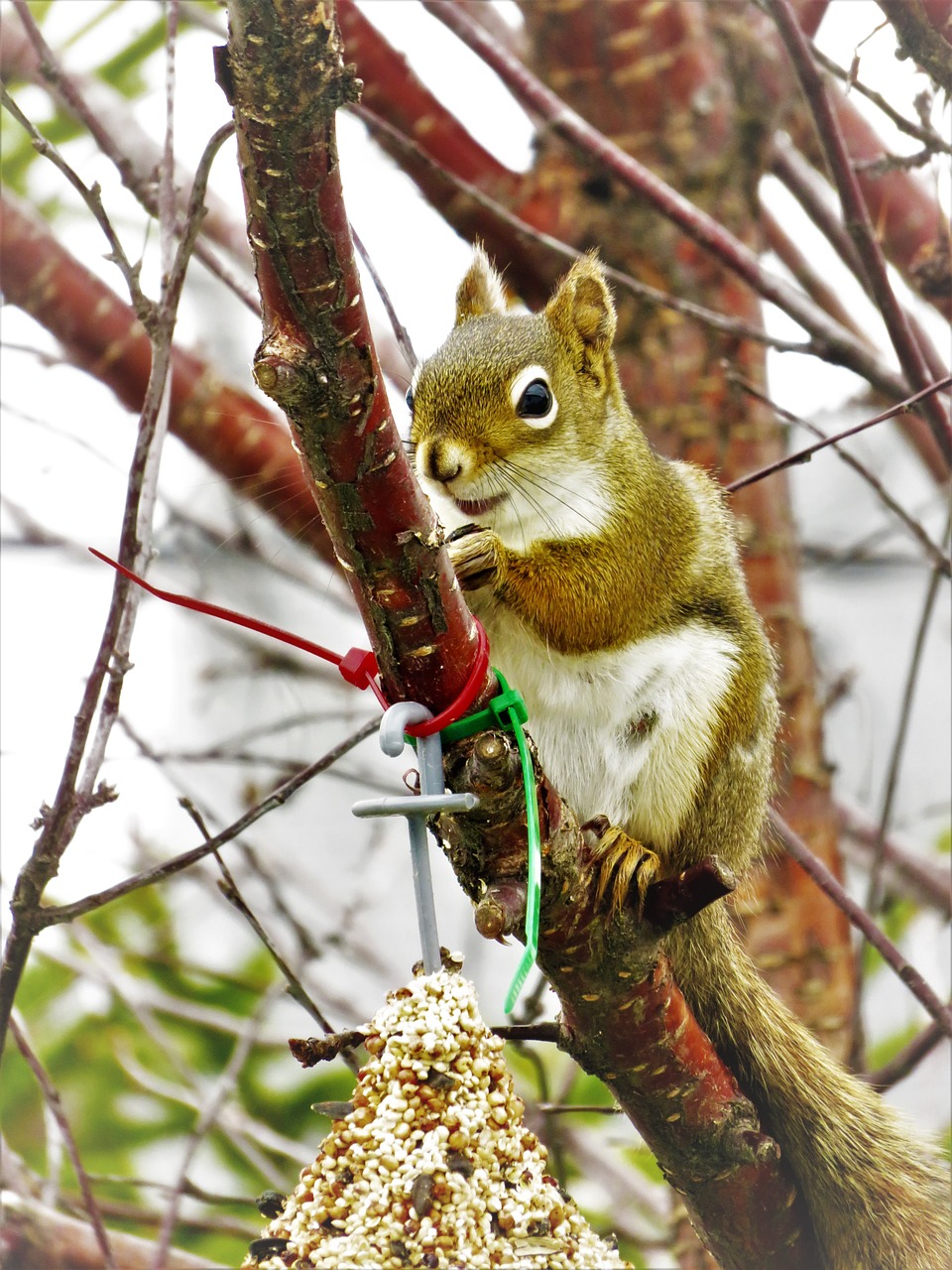 squirrel seeds fauna free photo