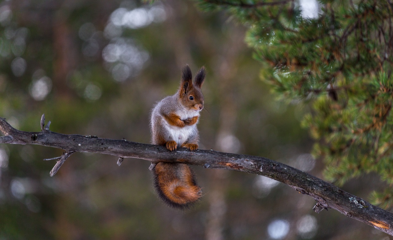 squirrel red tree free photo