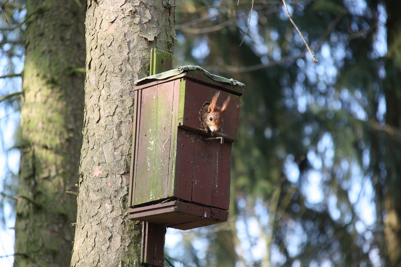 squirrel nature animal free photo