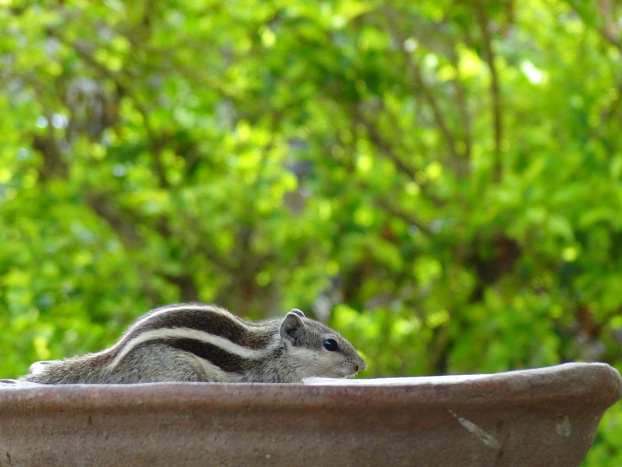 squirrel outdoors close-up free photo