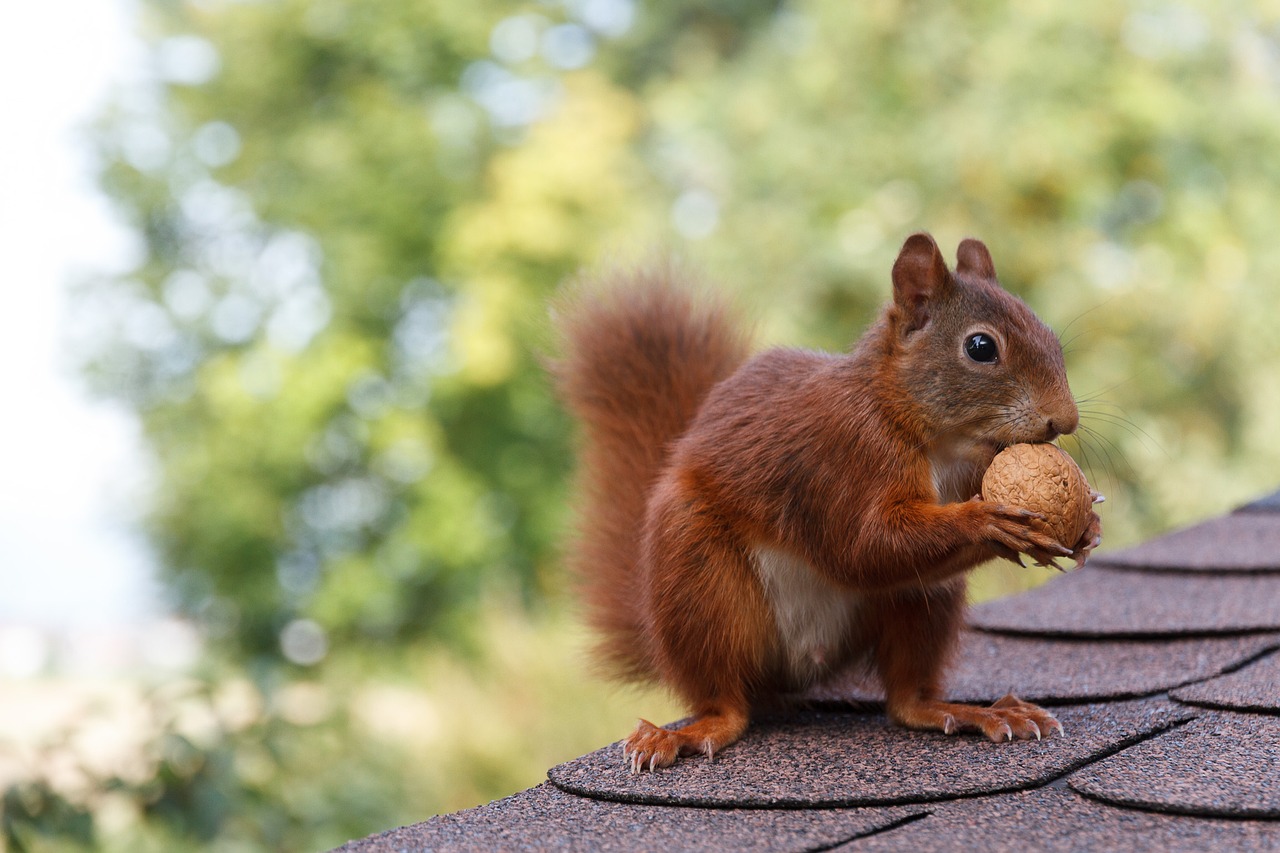squirrel nut nibble free photo
