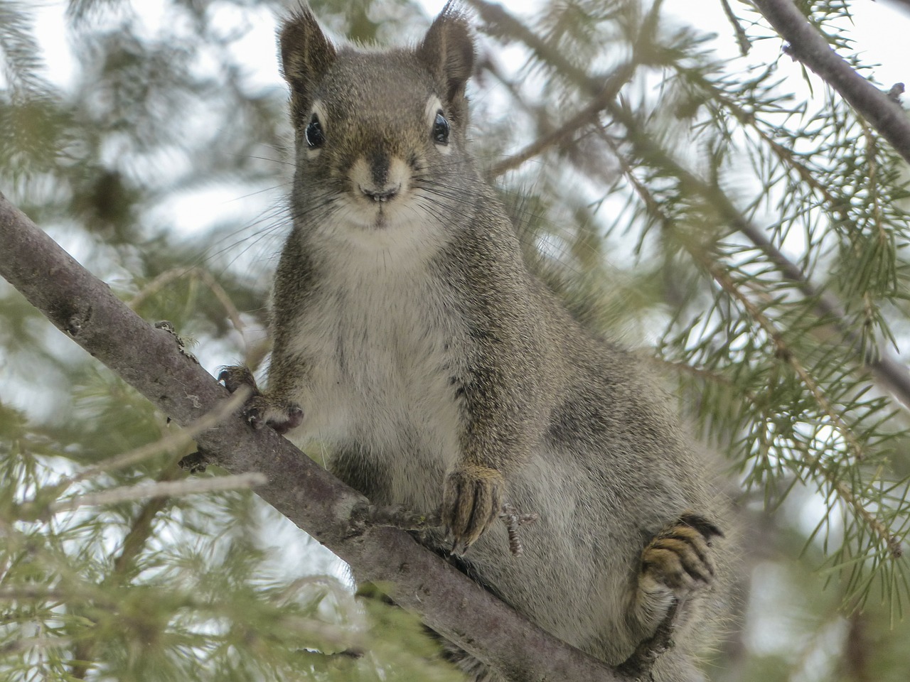 squirrel animal forest free photo