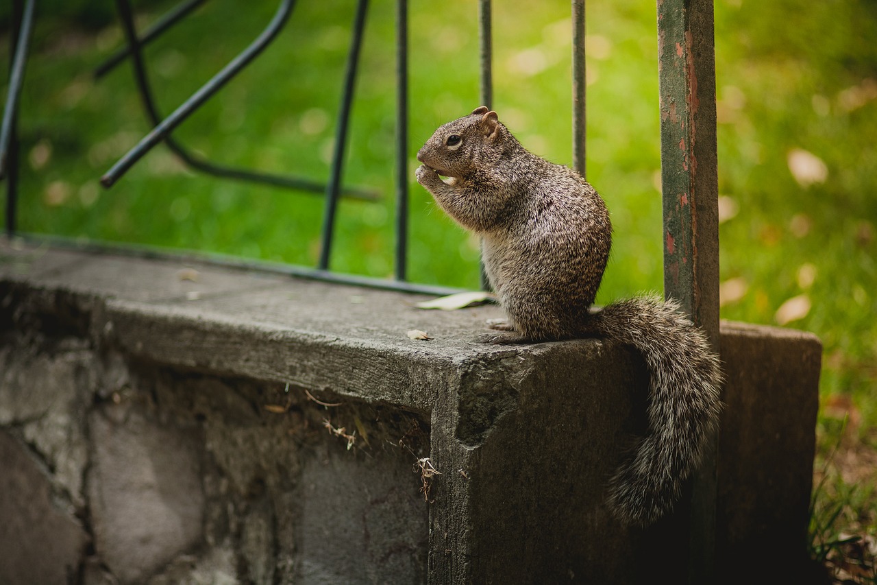 squirrel nature forest free photo