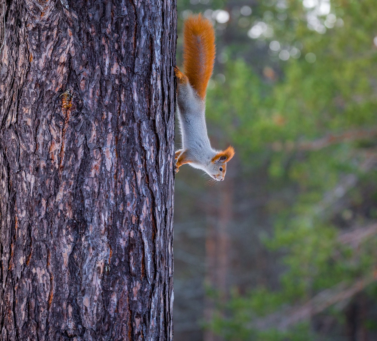 squirrel red tree free photo