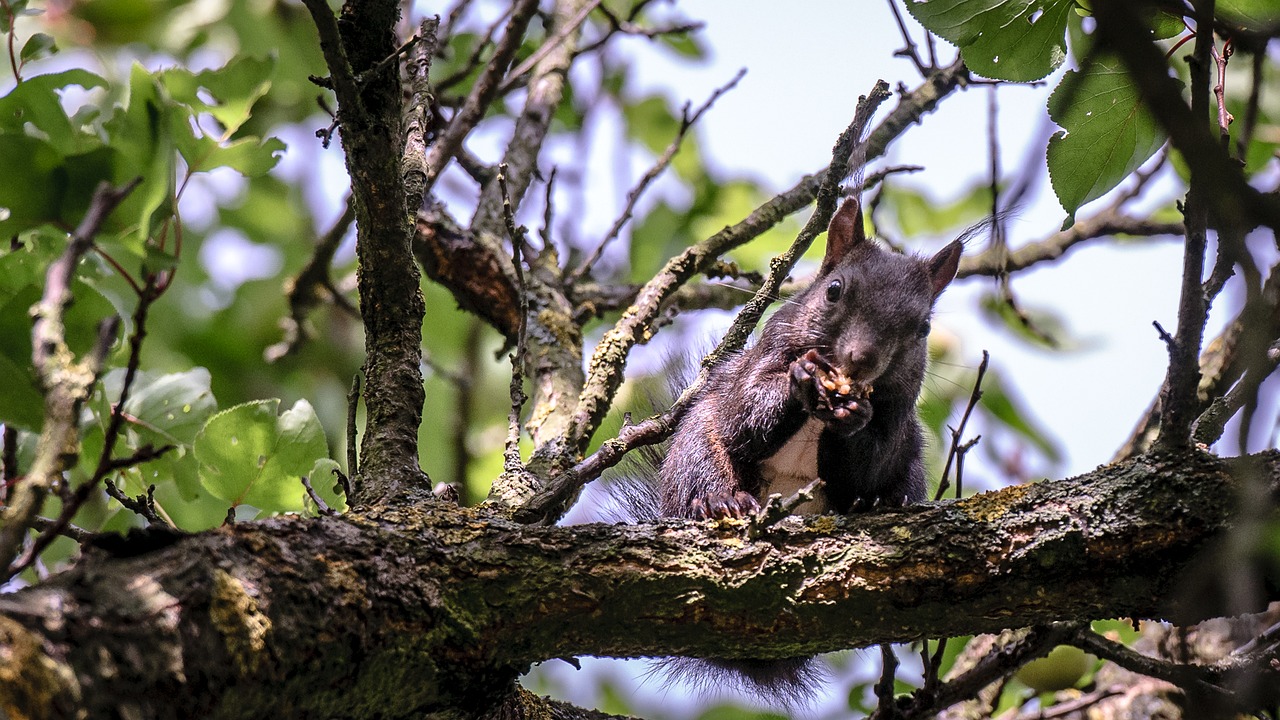 squirrel animal eat free photo