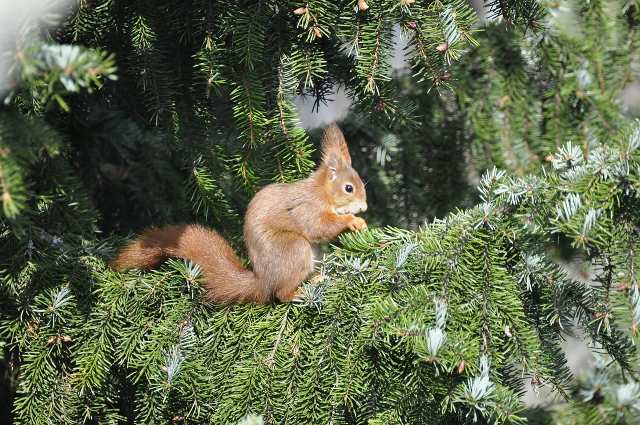 squirrel nager fir free photo