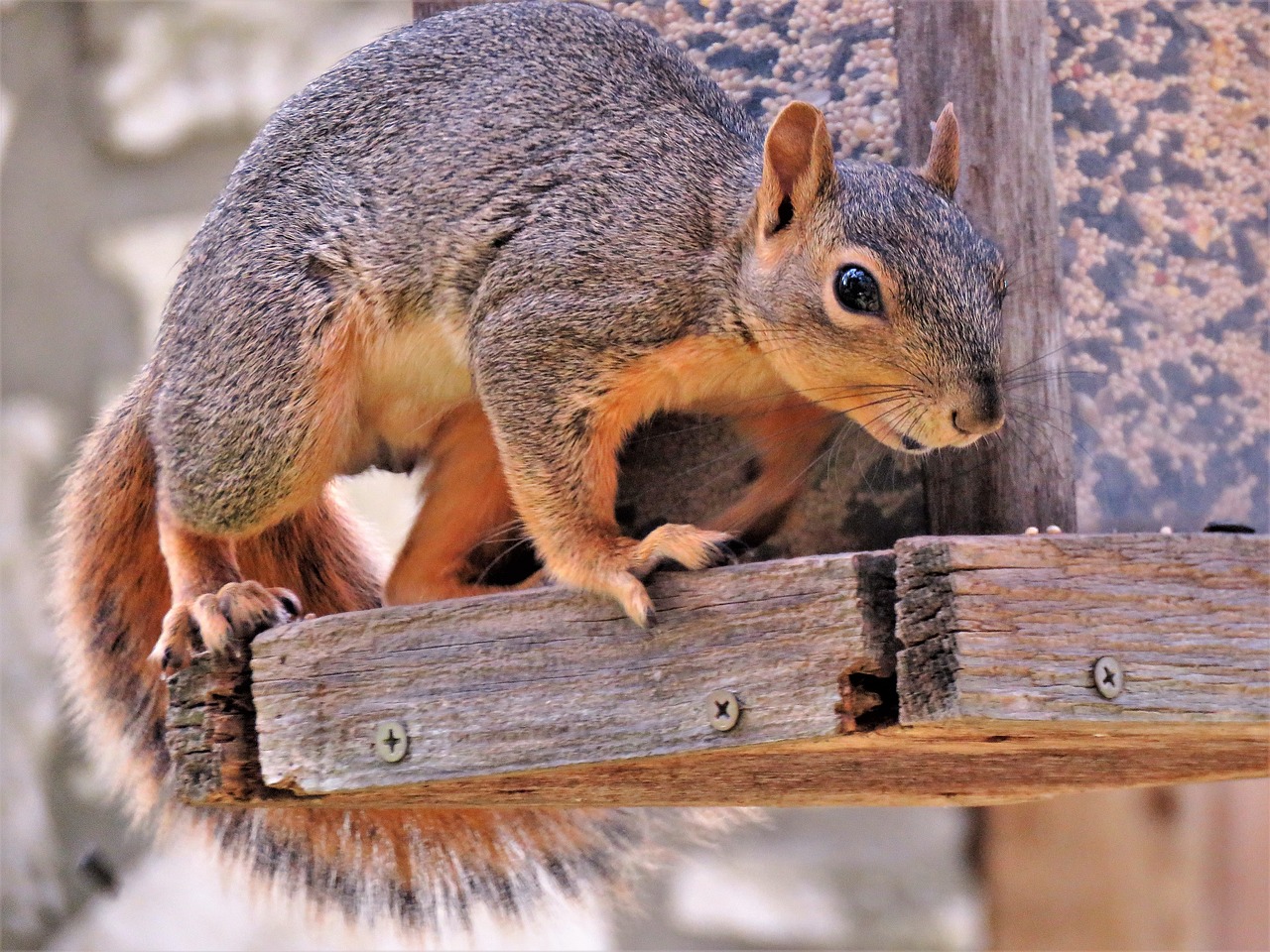 squirrel mammal wildlife free photo