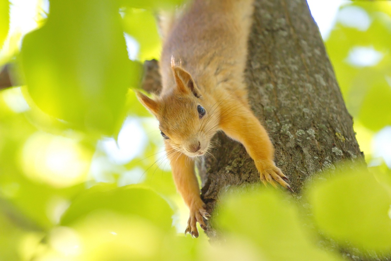 squirrel nature wildlife free photo