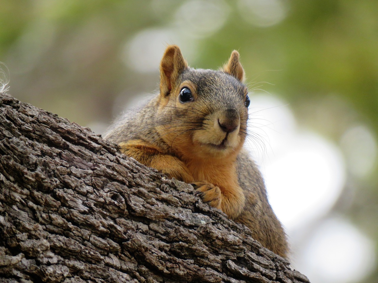 squirrel cute rodent free photo