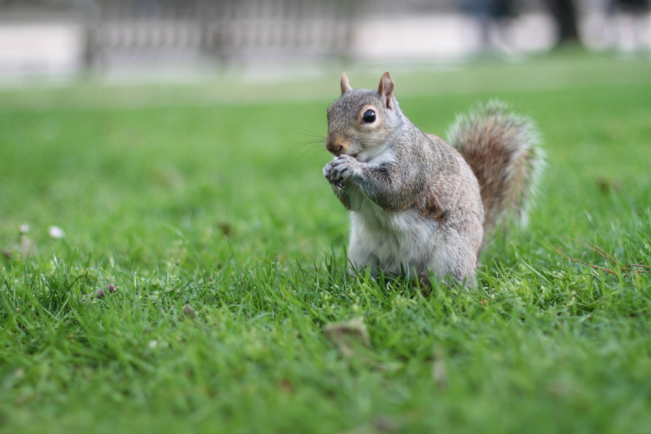 squirrel wildlife animals free photo