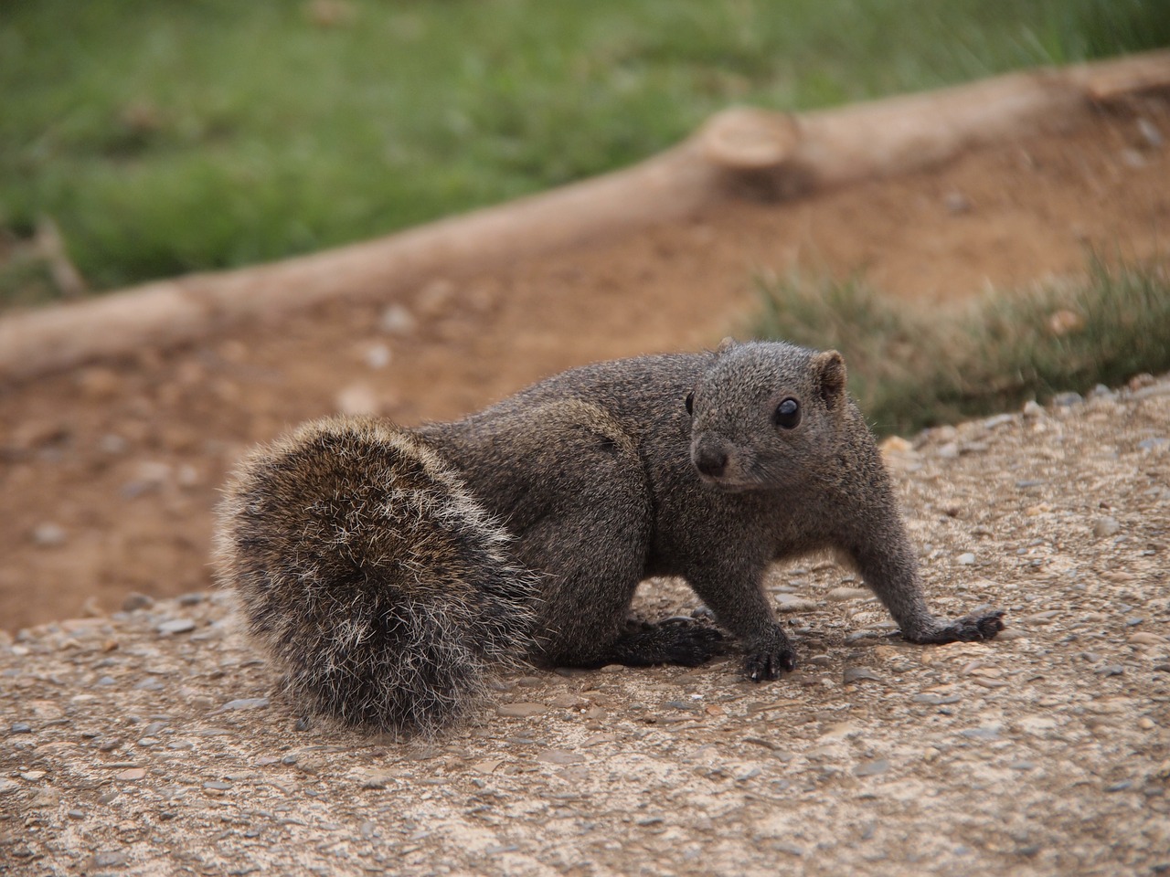 squirrel azole animal free photo