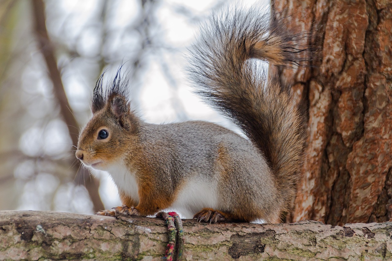 squirrel mammals nature free photo