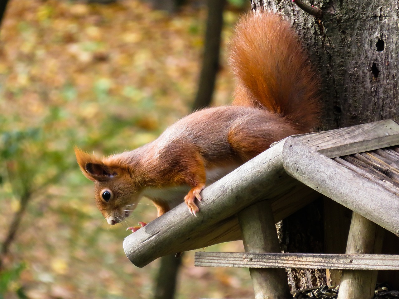 squirrel animal rodent free photo