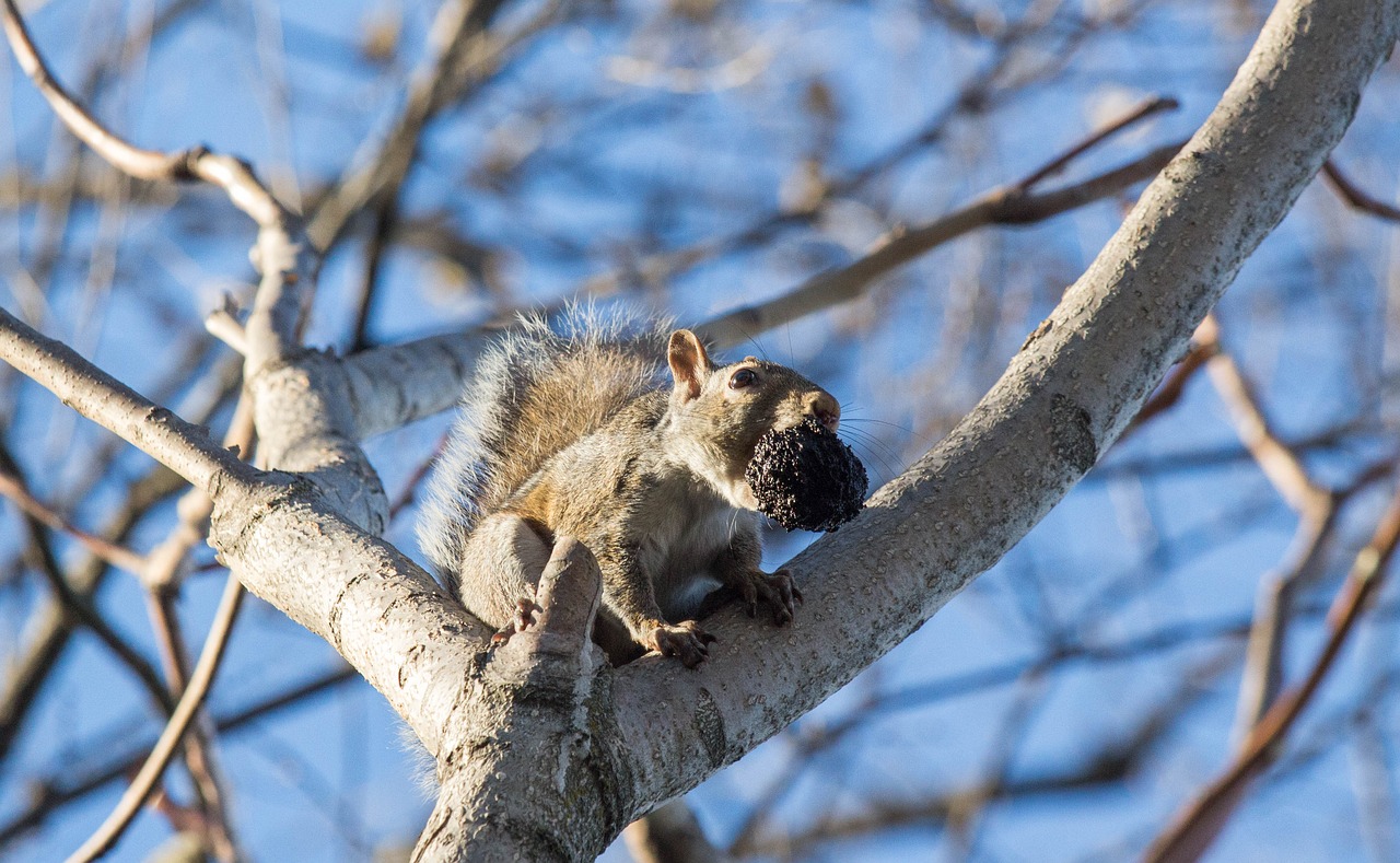 squirrel tree nature free photo