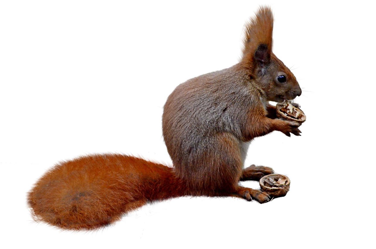 squirrel isolated nature free photo