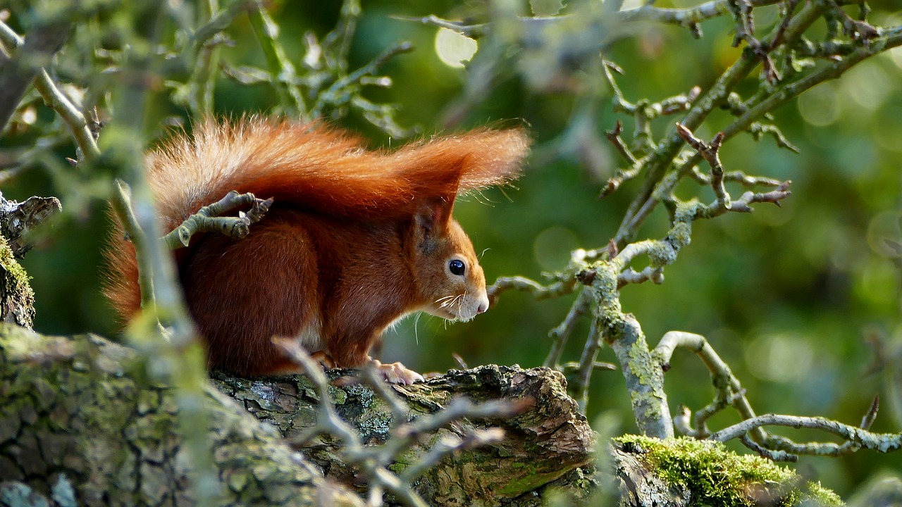 squirrel red wild animal free photo