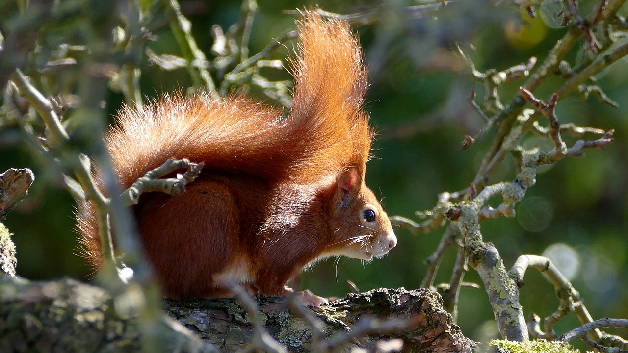 squirrel red rodent free photo