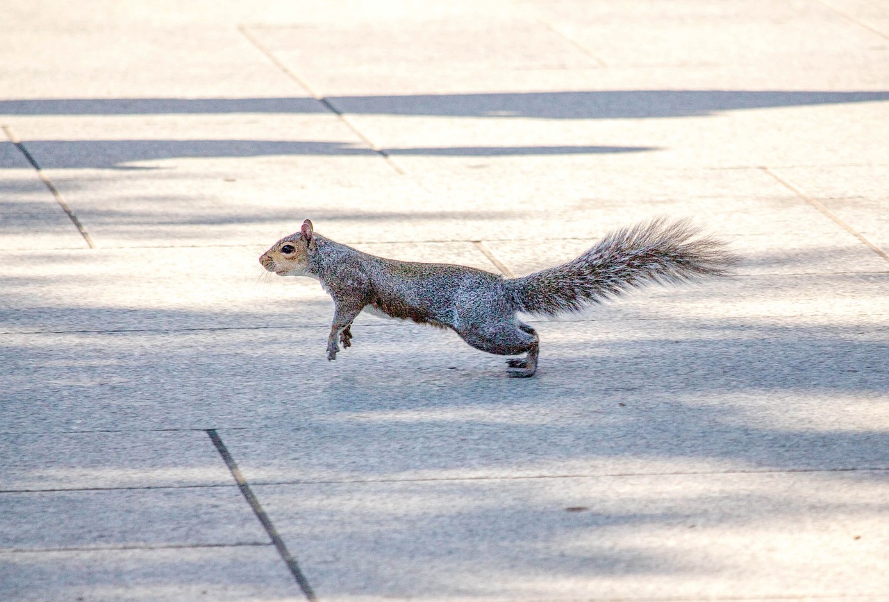 squirrel animal nature free photo