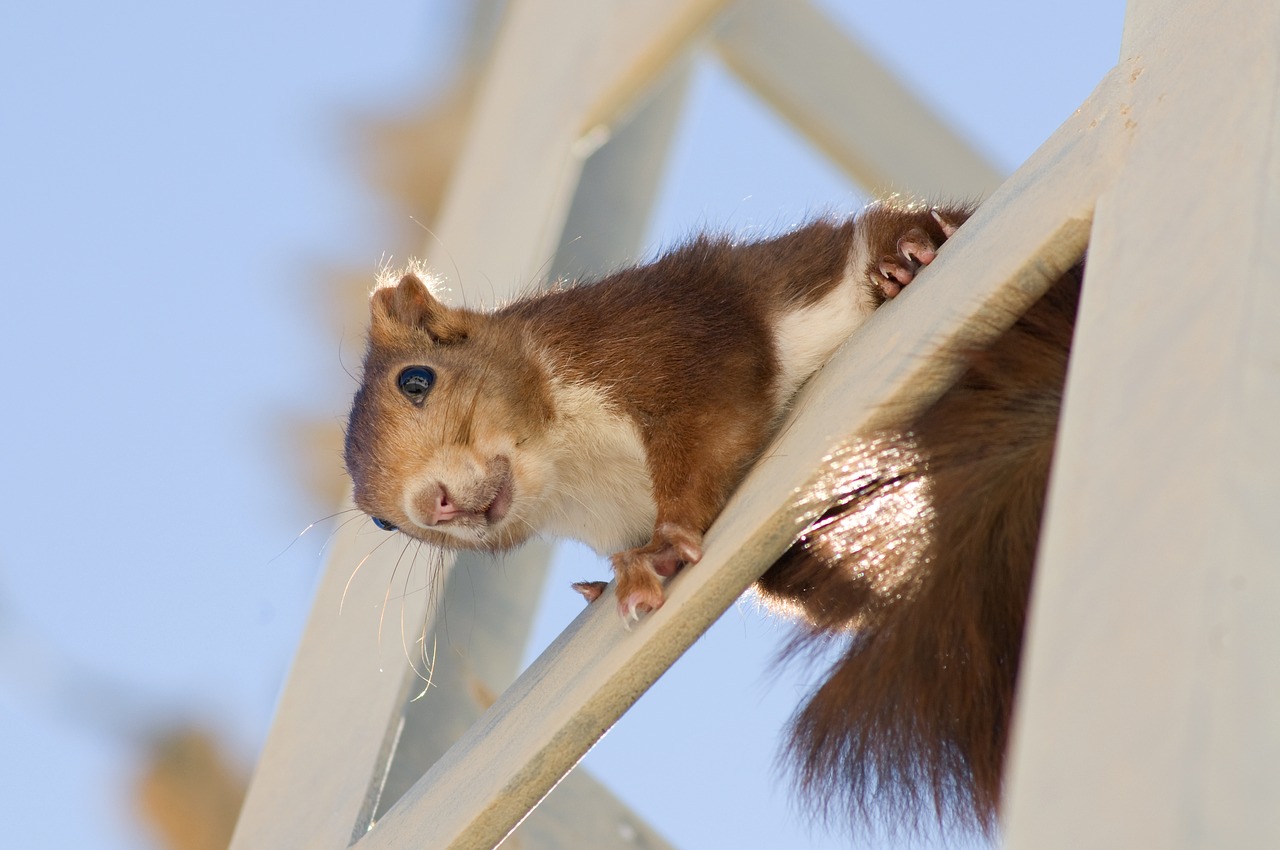 squirrel rodent cute free photo