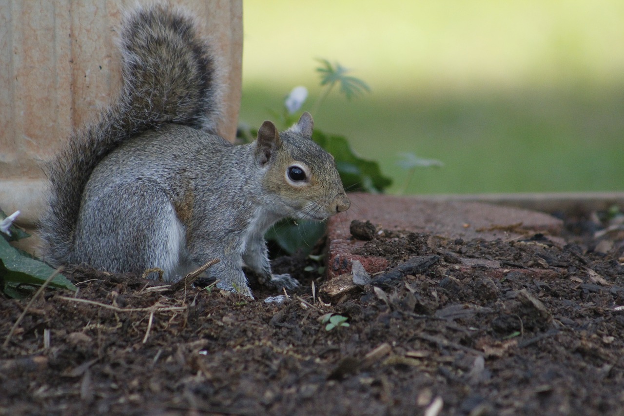 squirrel mammal wildlife free photo