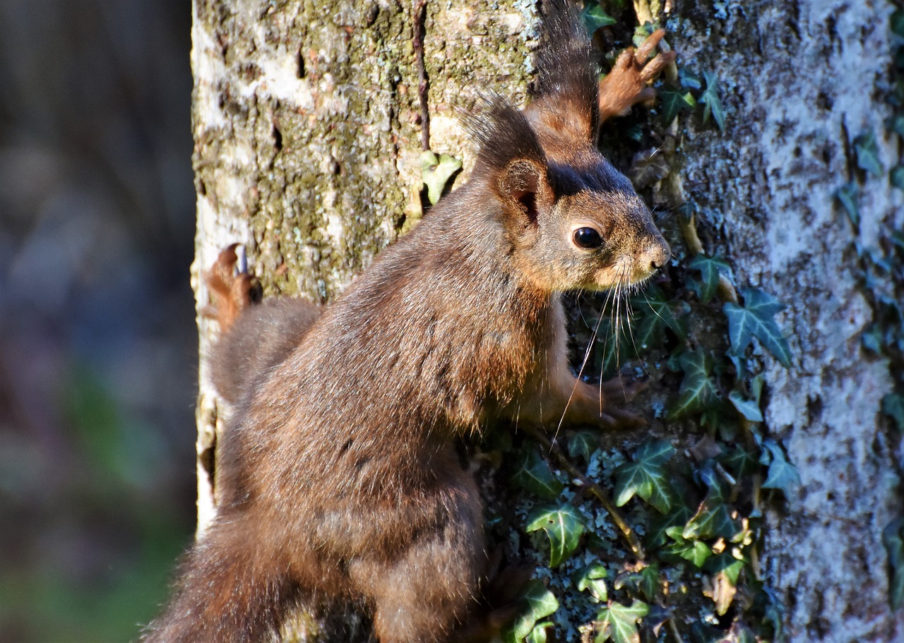 squirrel verifiable kitten rodent free photo