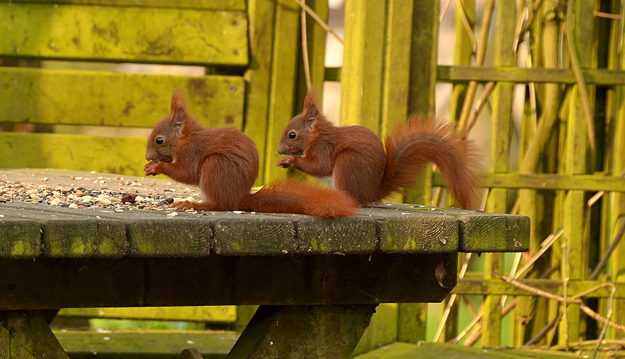 squirrel  animal  young animal free photo