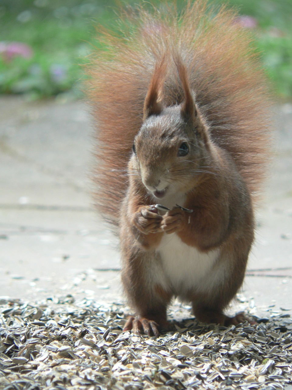 squirrel  close up  nature free photo