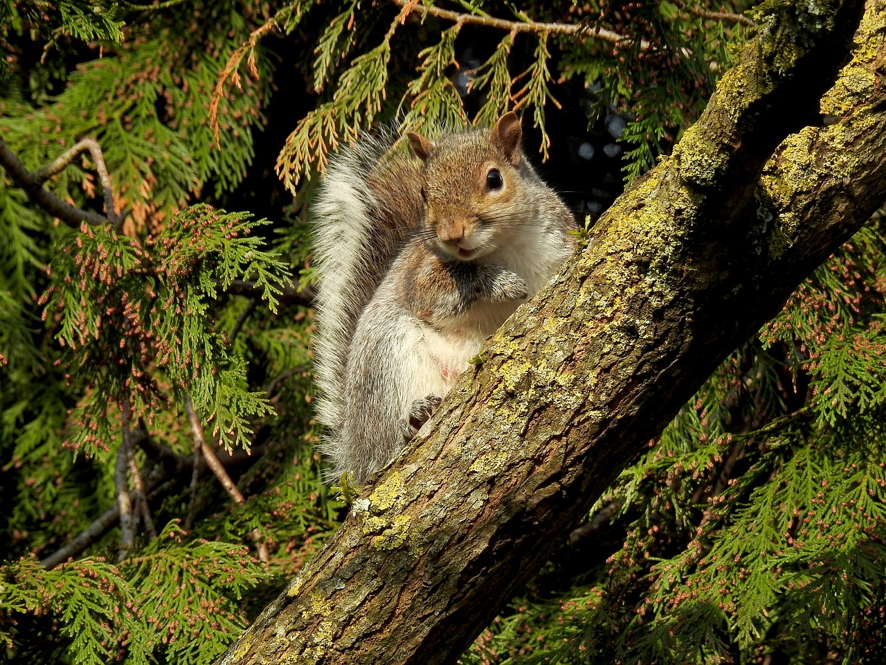 squirrel  cute  wildlife free photo