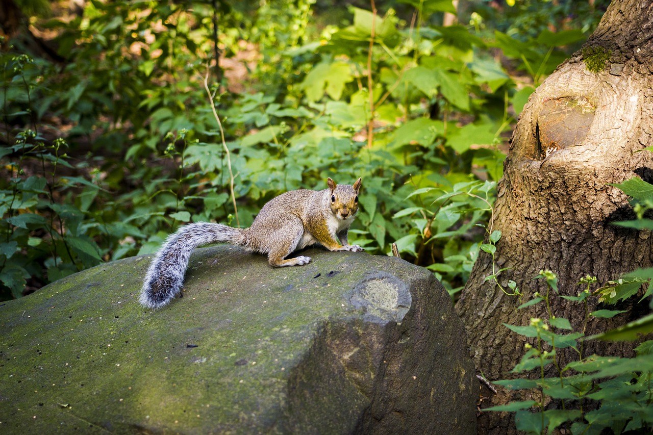 squirrel  stone  rock free photo