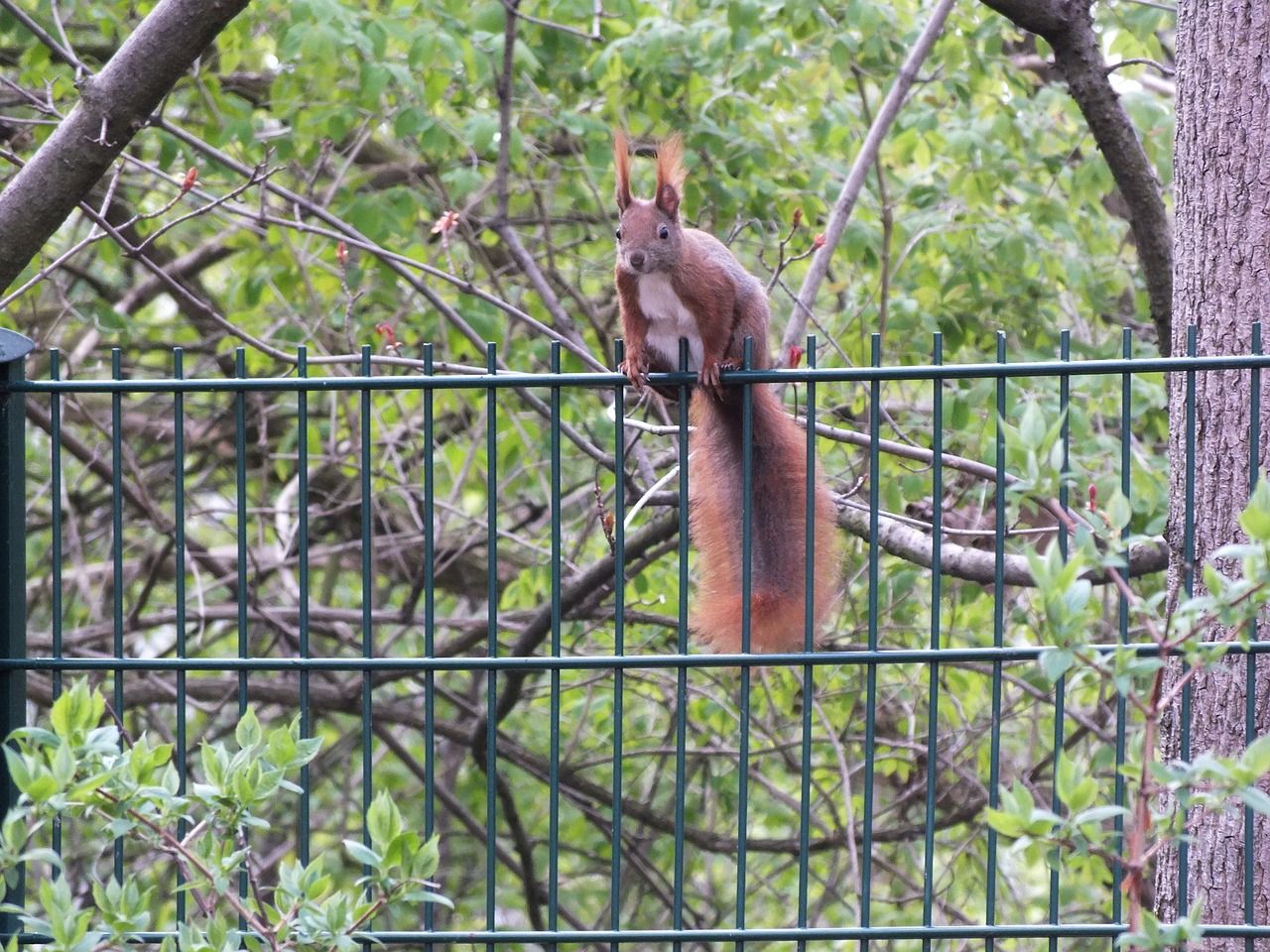 squirrel  fence  nature free photo