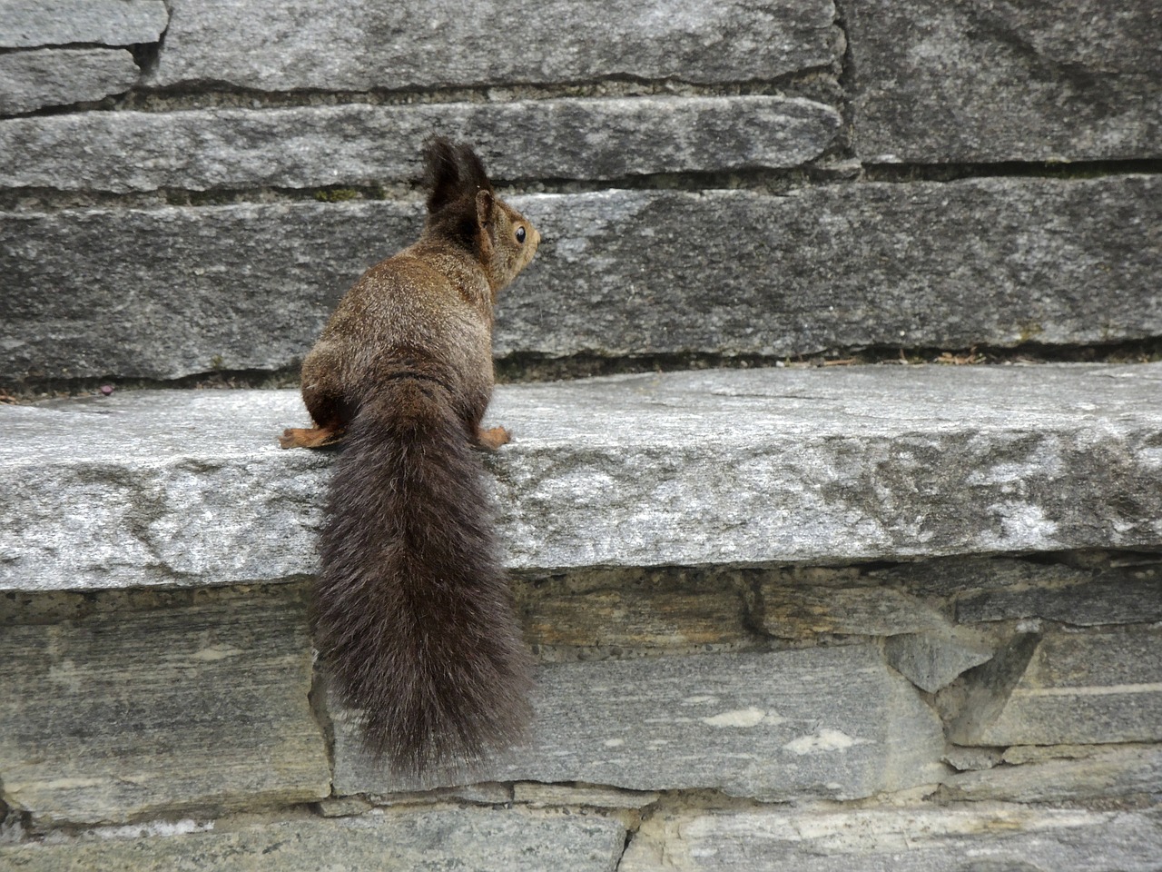 squirrel rodent tail free photo